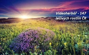 Videoherbář 147 léčivých rostlin rostoucích v ČR na území České republiky